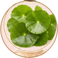 Centella Asiatica
